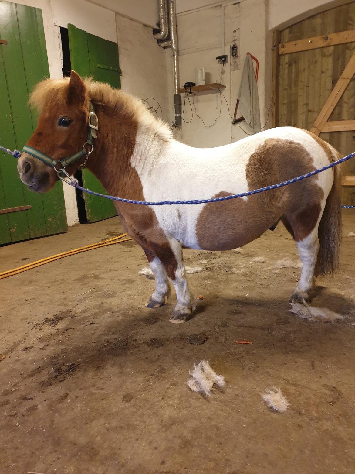 Anden særlig race Bob solgt  billede 14