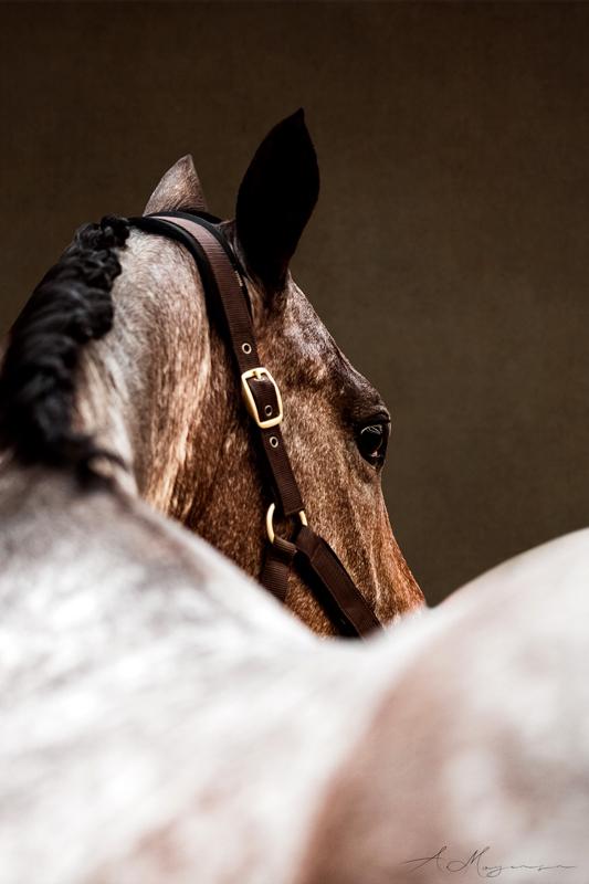 Knabstrupper Kildegårdens Sif - Himmelhest billede 15