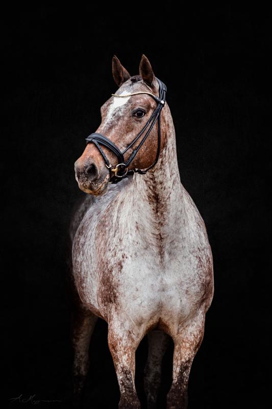 Knabstrupper Kildegårdens Sif - Himmelhest billede 16