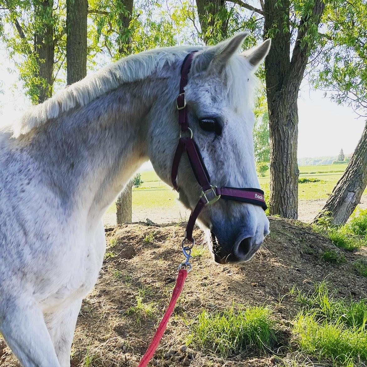 Anden særlig race Fun's shaggy billede 15