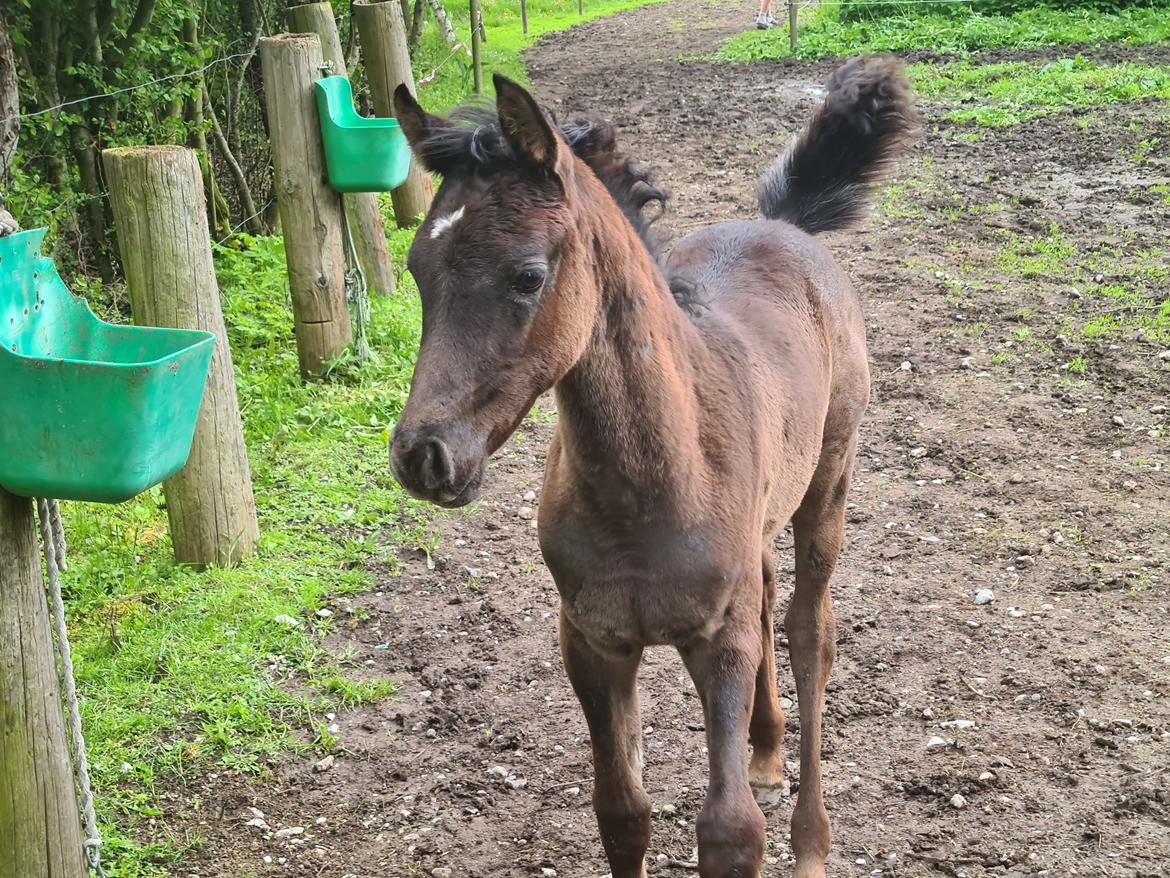 Arabisk fuldblod (OX) Nija El Bak billede 8