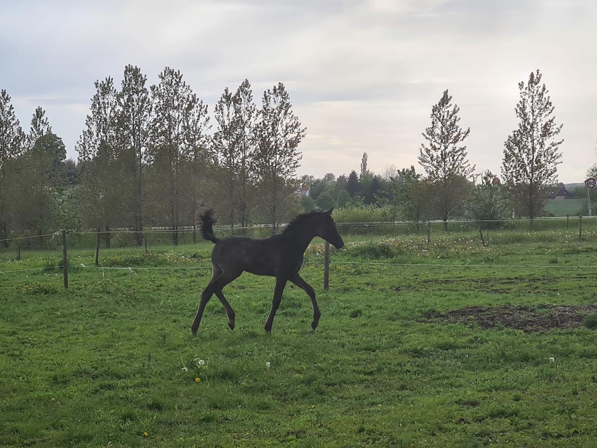 Arabisk fuldblod (OX) Nija El Bak billede 9