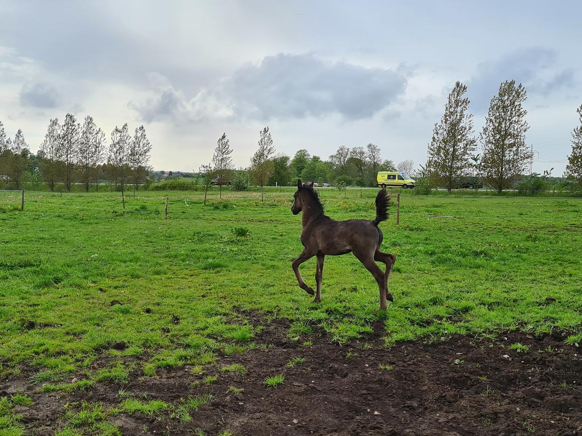 Arabisk fuldblod (OX) Nija El Bak billede 10