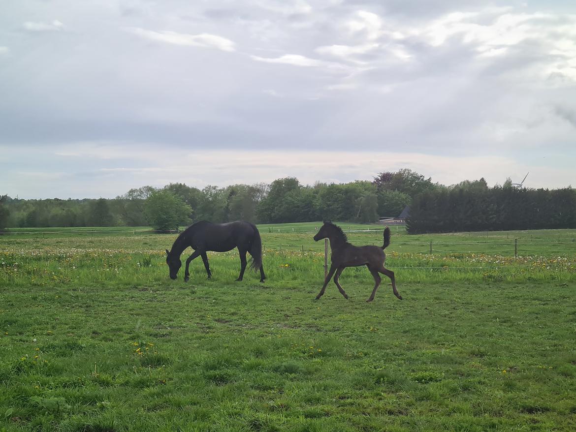 Arabisk fuldblod (OX) Nija El Bak billede 11