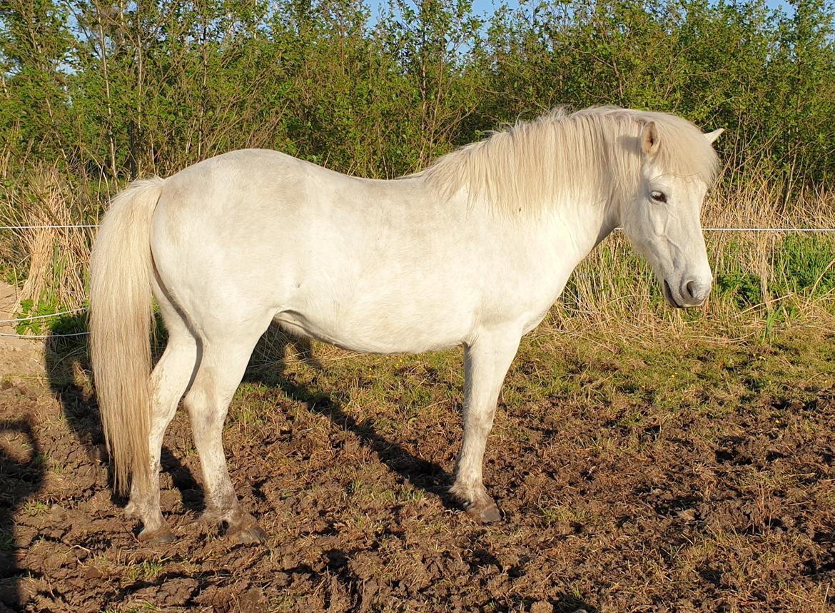 Islænder Stikla fra Midtgård billede 4