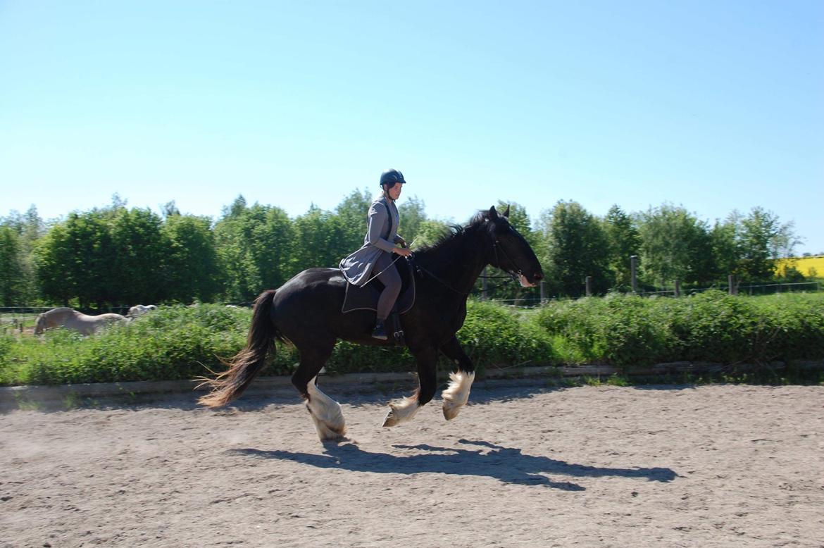 Shire Lønborgs Sir Lancelot (Lille Fyr) billede 12