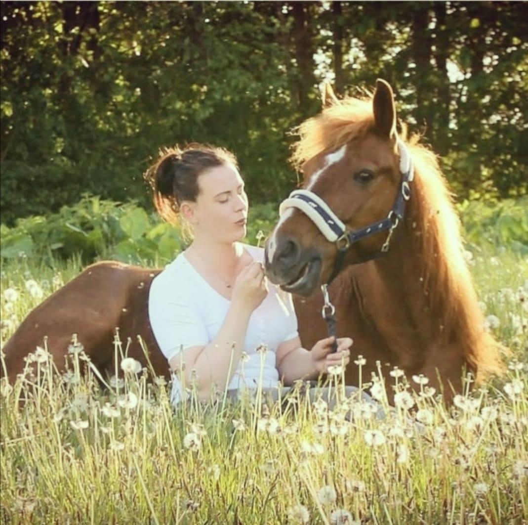 New Forest Grønvangs Surprise |Solleh| [R.I.P] billede 7