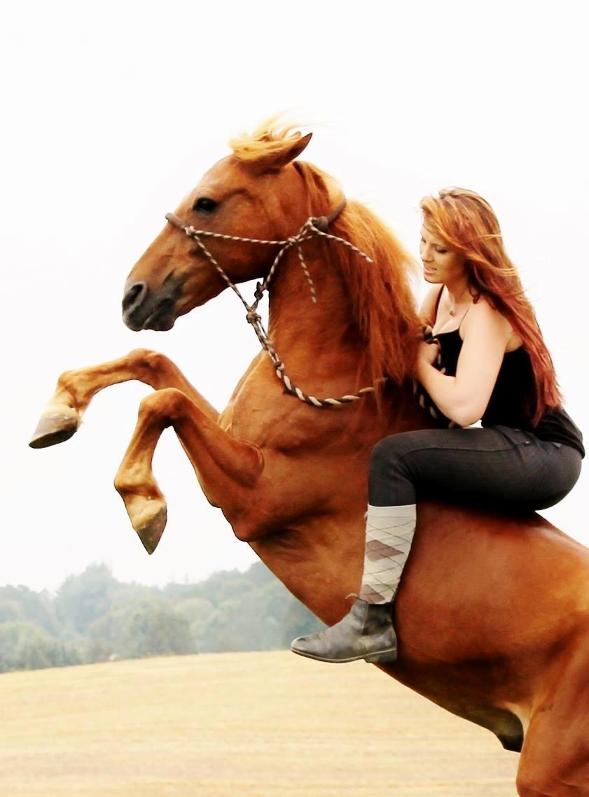 New Forest Grønvangs Surprise |Solleh| [R.I.P] billede 5