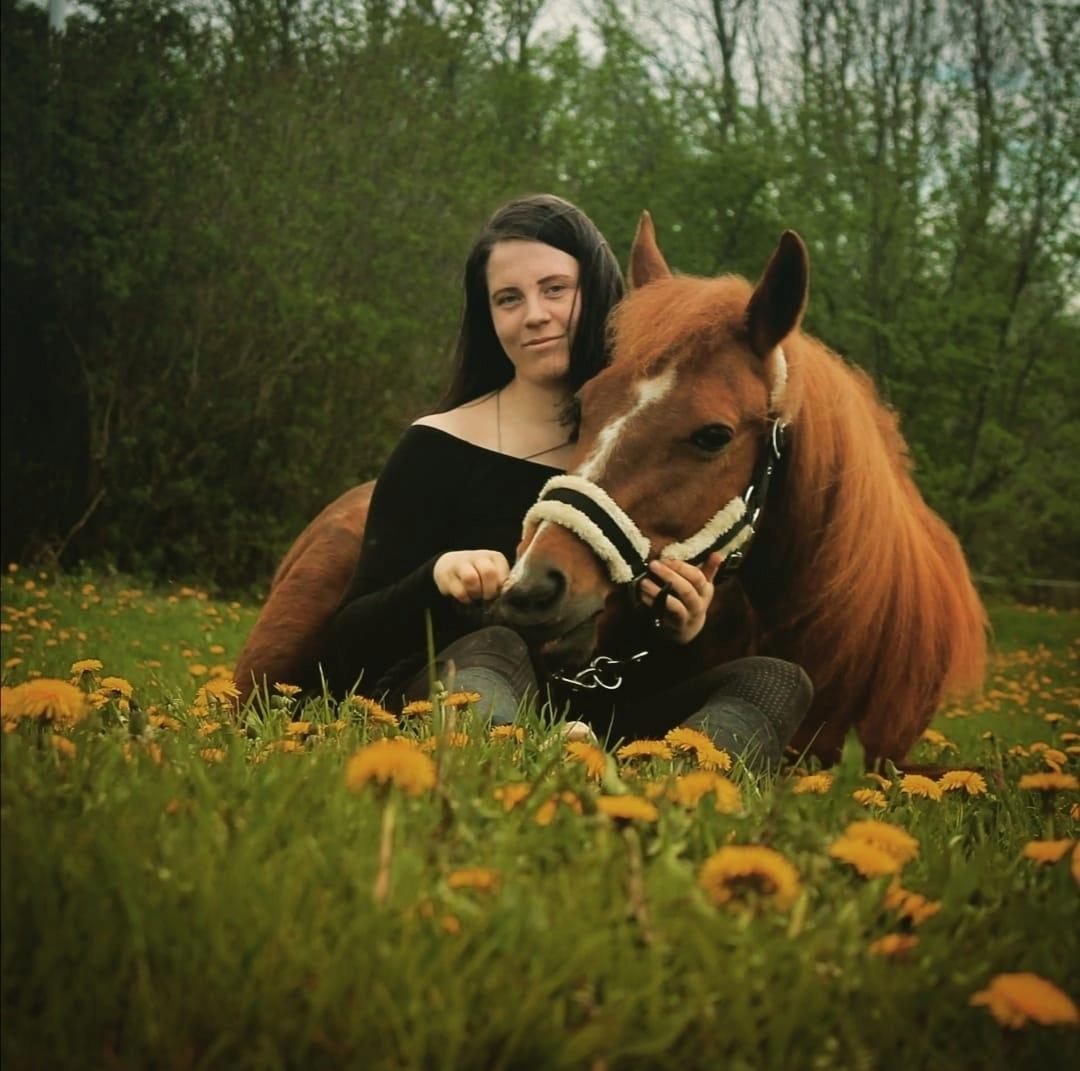 New Forest Grønvangs Surprise |Solleh| [R.I.P] billede 1