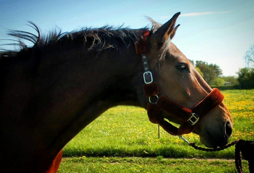 Dansk Varmblod Grønvangs Caradoc |Ducky| billede 50