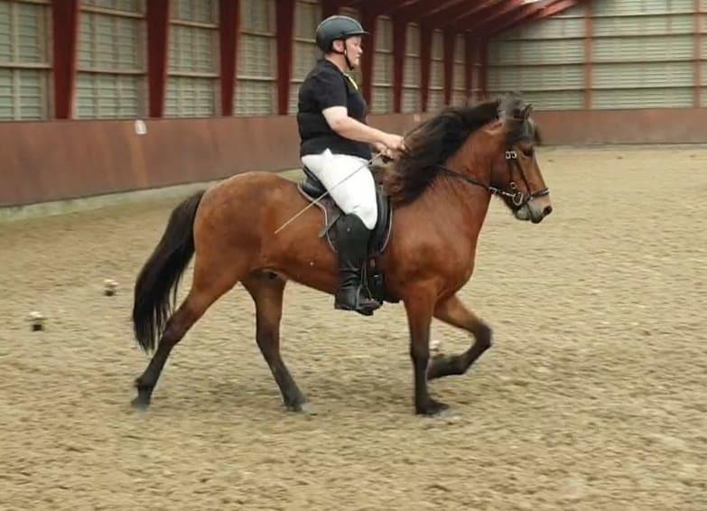 Islænder Sigurdur fra Lindegården SOLGT billede 6