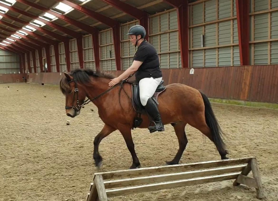 Islænder Sigurdur fra Lindegården SOLGT billede 7