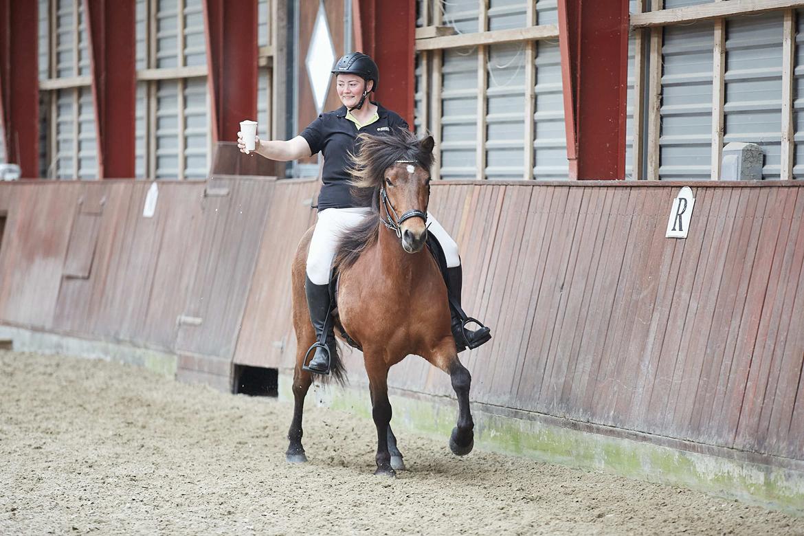 Islænder Sigurdur fra Lindegården SOLGT billede 3