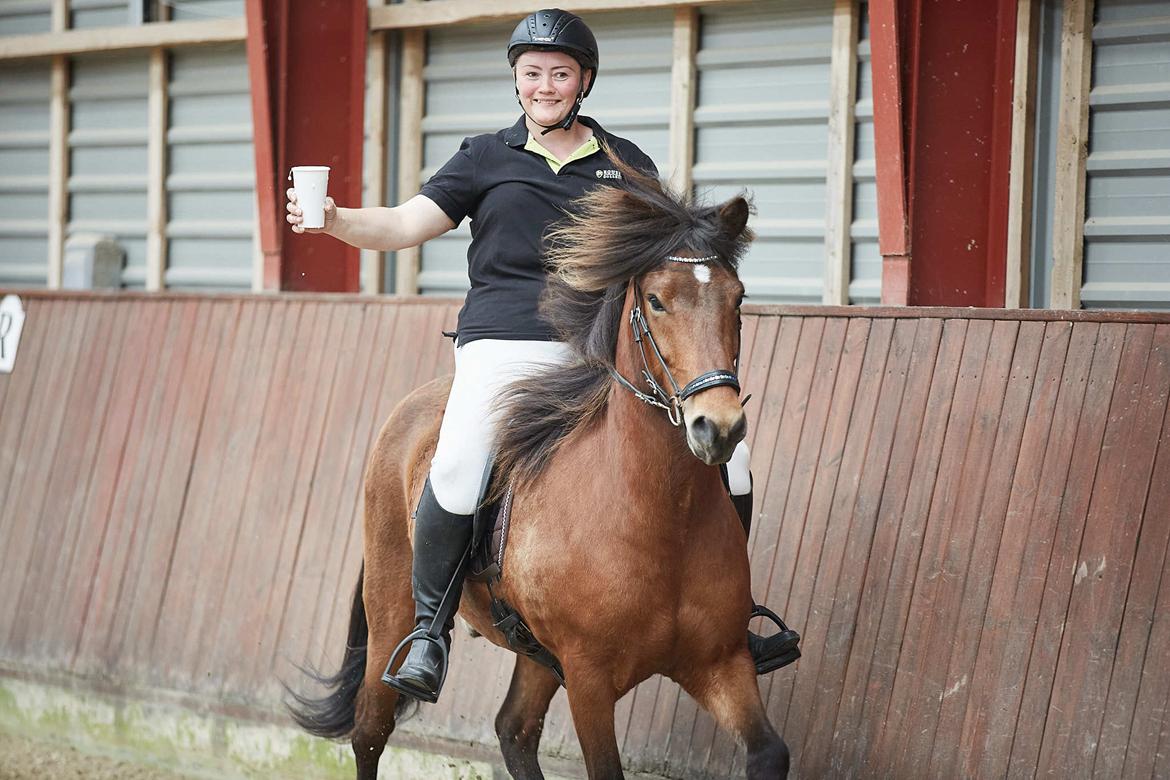 Islænder Sigurdur fra Lindegården SOLGT billede 1
