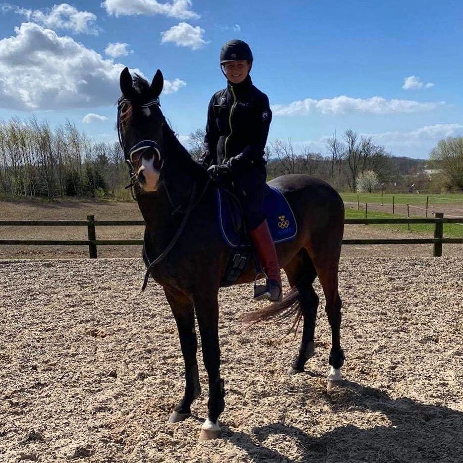 Dansk Varmblod Divito billede 14