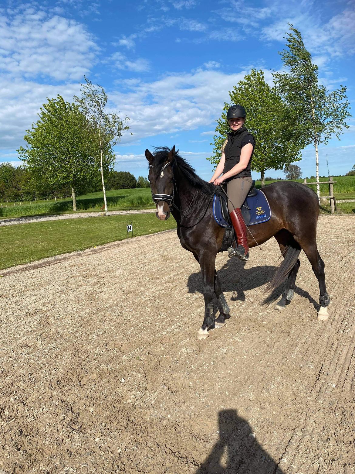 Dansk Varmblod Divito billede 15