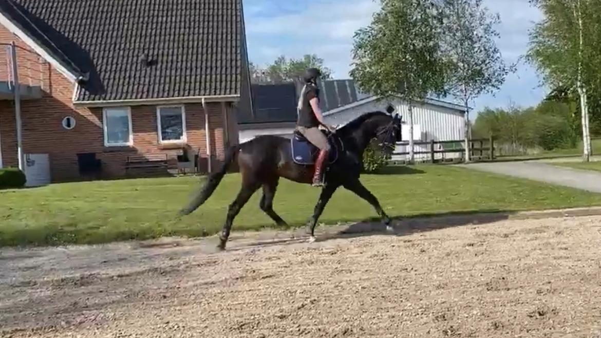 Dansk Varmblod Divito billede 16