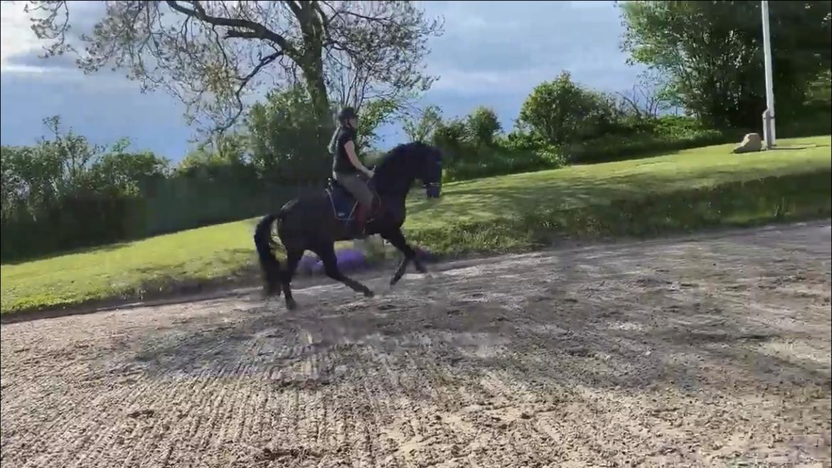 Dansk Varmblod Divito billede 17