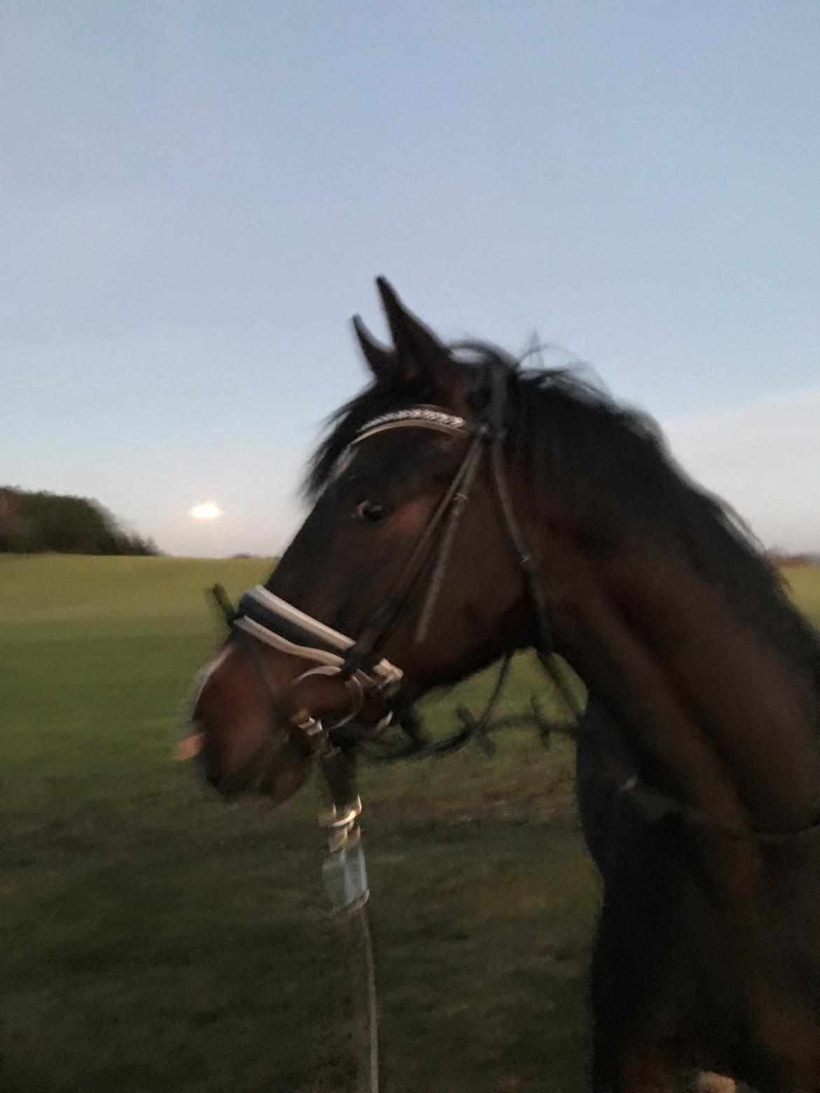 Dansk Varmblod Divito billede 13