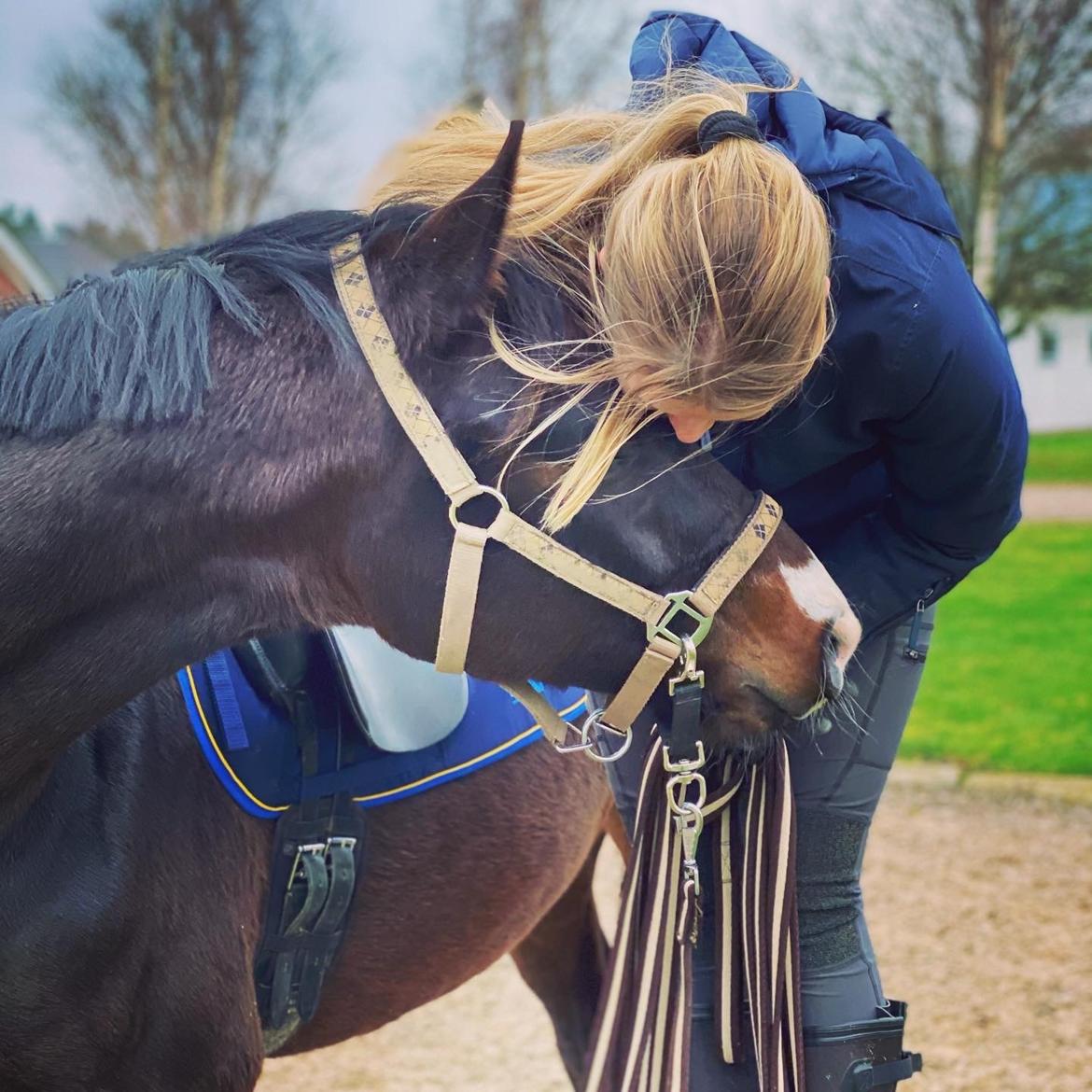 Dansk Varmblod Divito billede 19