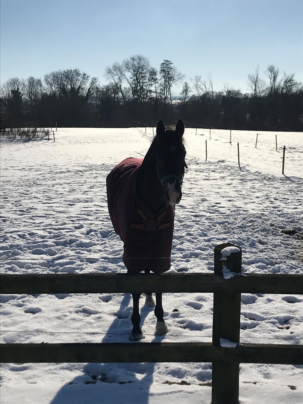 Dansk Varmblod Divito billede 20