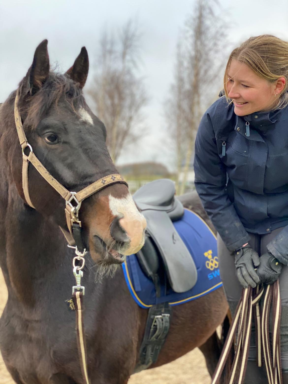 Dansk Varmblod Divito billede 18