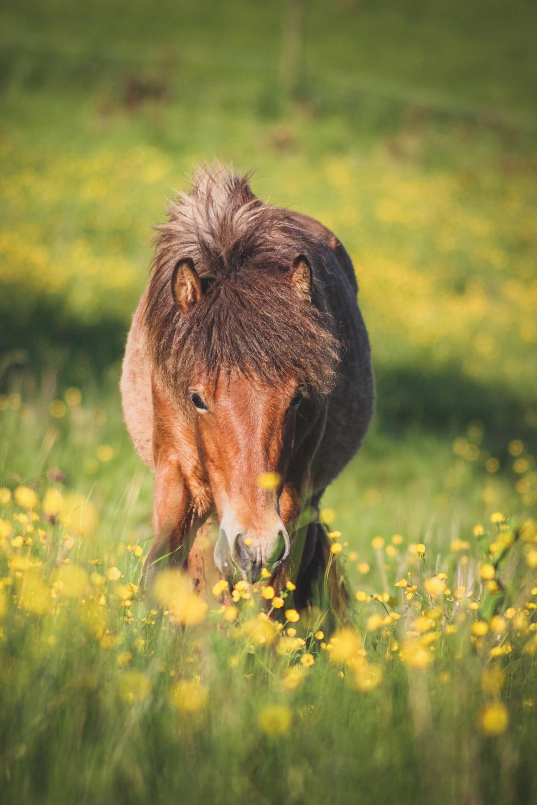Islænder Viggó fra Bredgaard billede 4