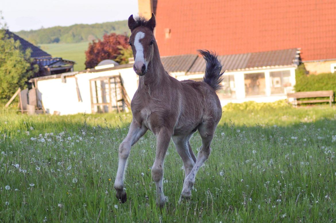 Welsh Pony af Cob-type (sec C) Noerrelide's Constellation  billede 5