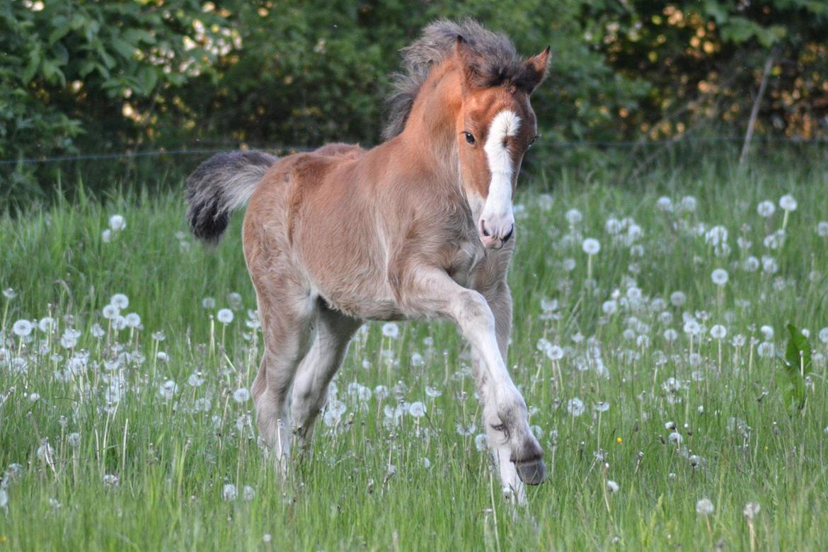 Welsh Pony af Cob-type (sec C) Noerrelide's Constellation  billede 10