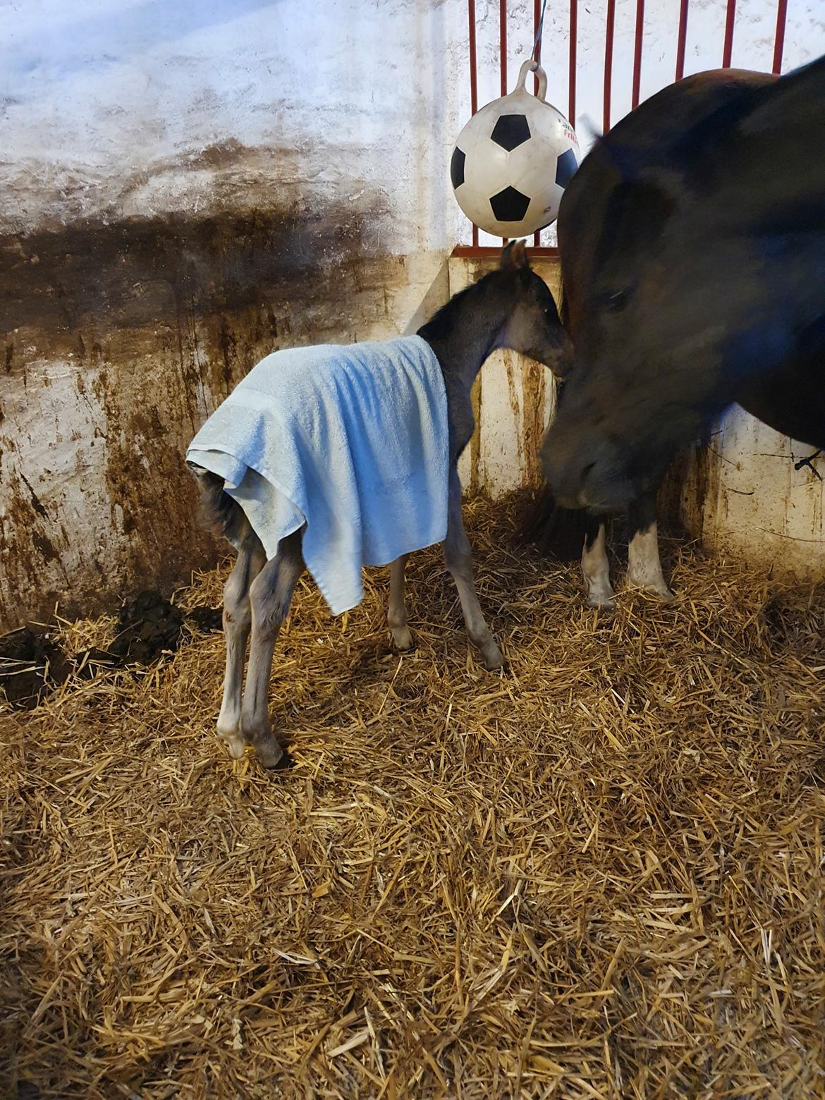 Welsh Partbred (Sec F) Struntze's Maybe Perfect  billede 10