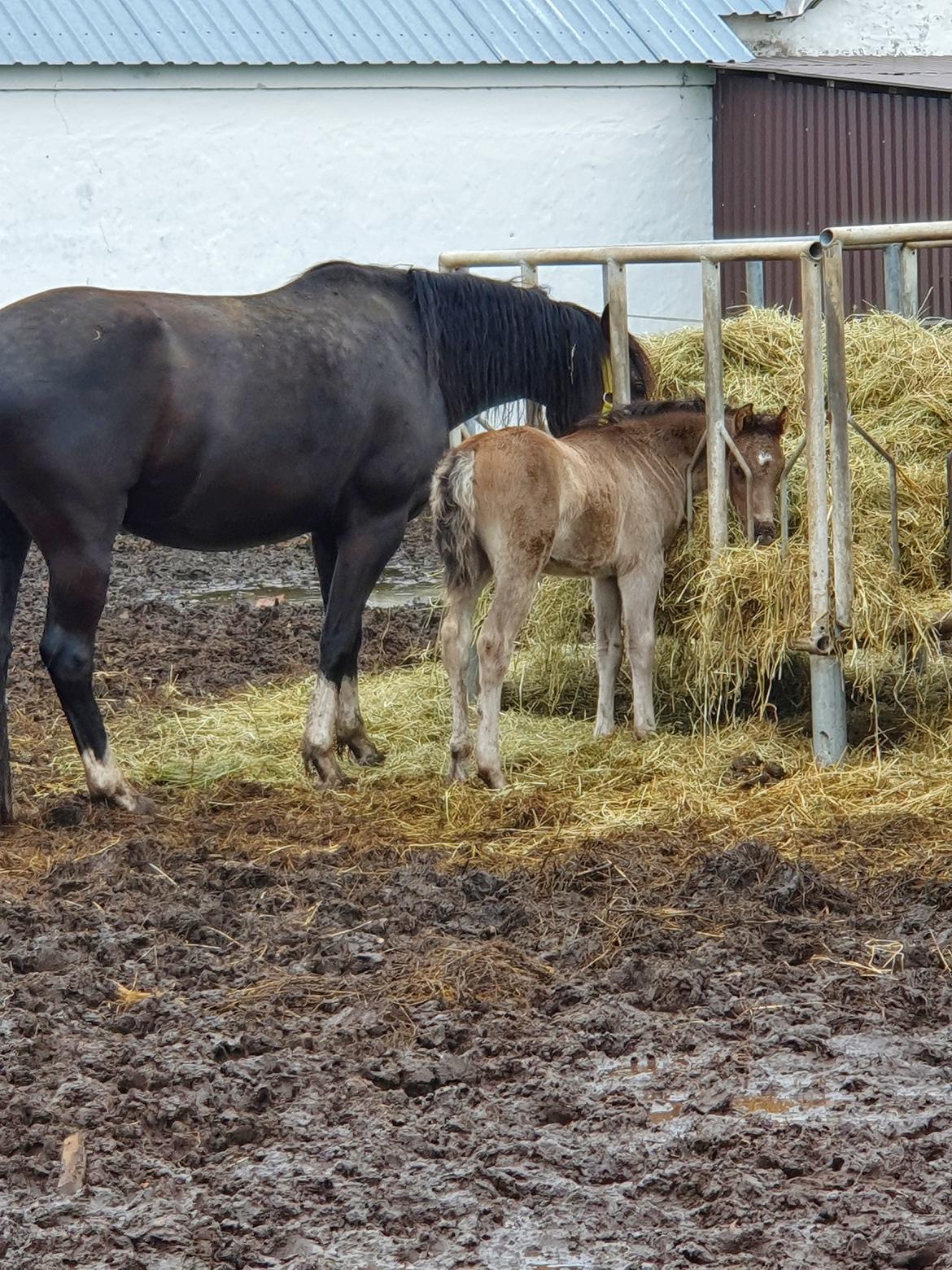 Welsh Partbred (Sec F) Struntze's Maybe Perfect  billede 22