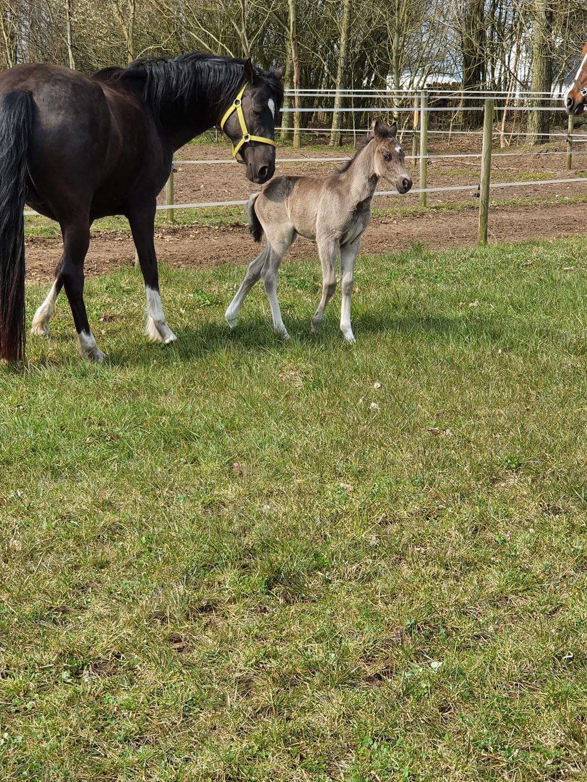 Welsh Partbred (Sec F) Struntze's Maybe Perfect  billede 14