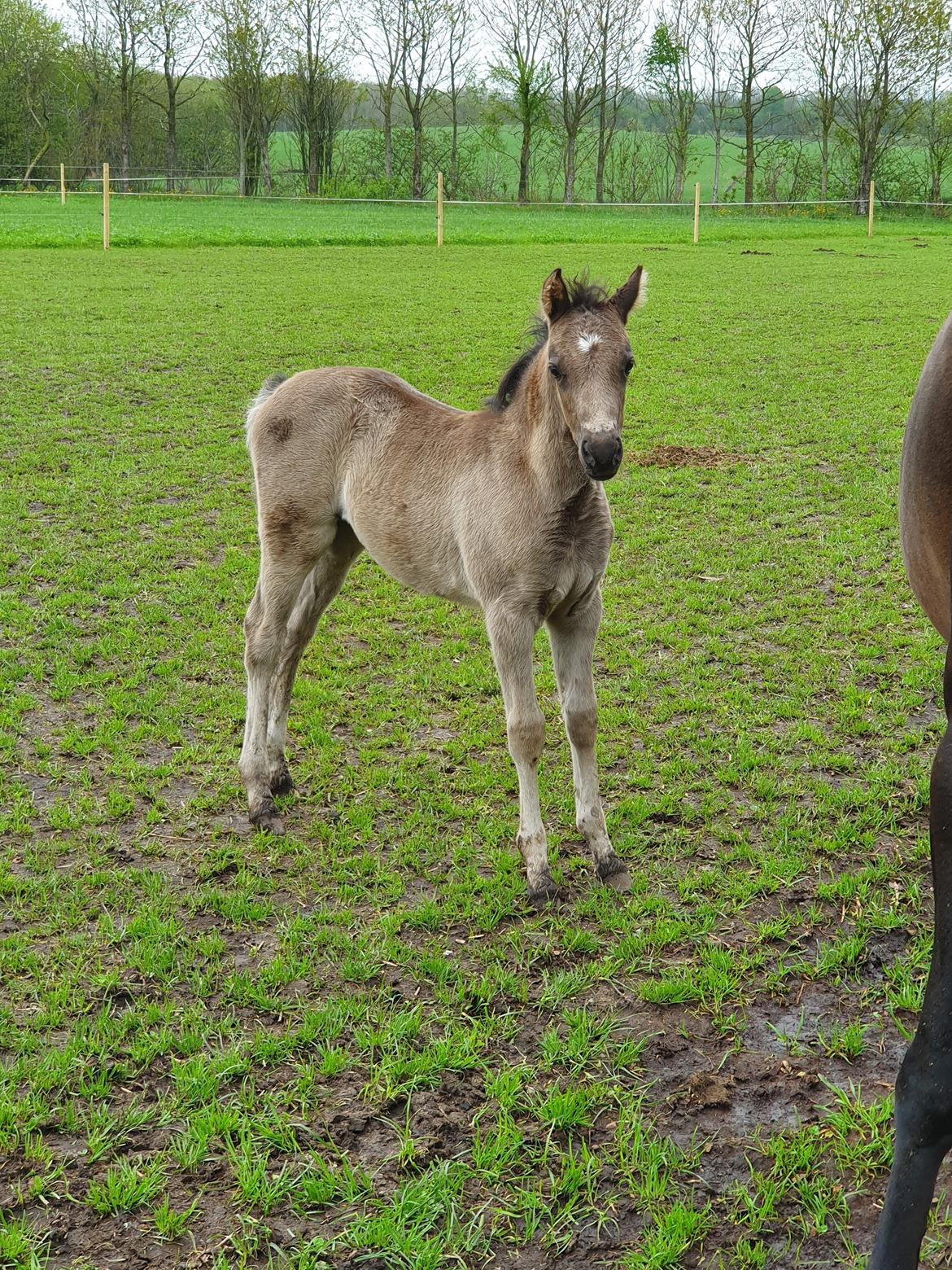 Welsh Partbred (Sec F) Struntze's Maybe Perfect  billede 4