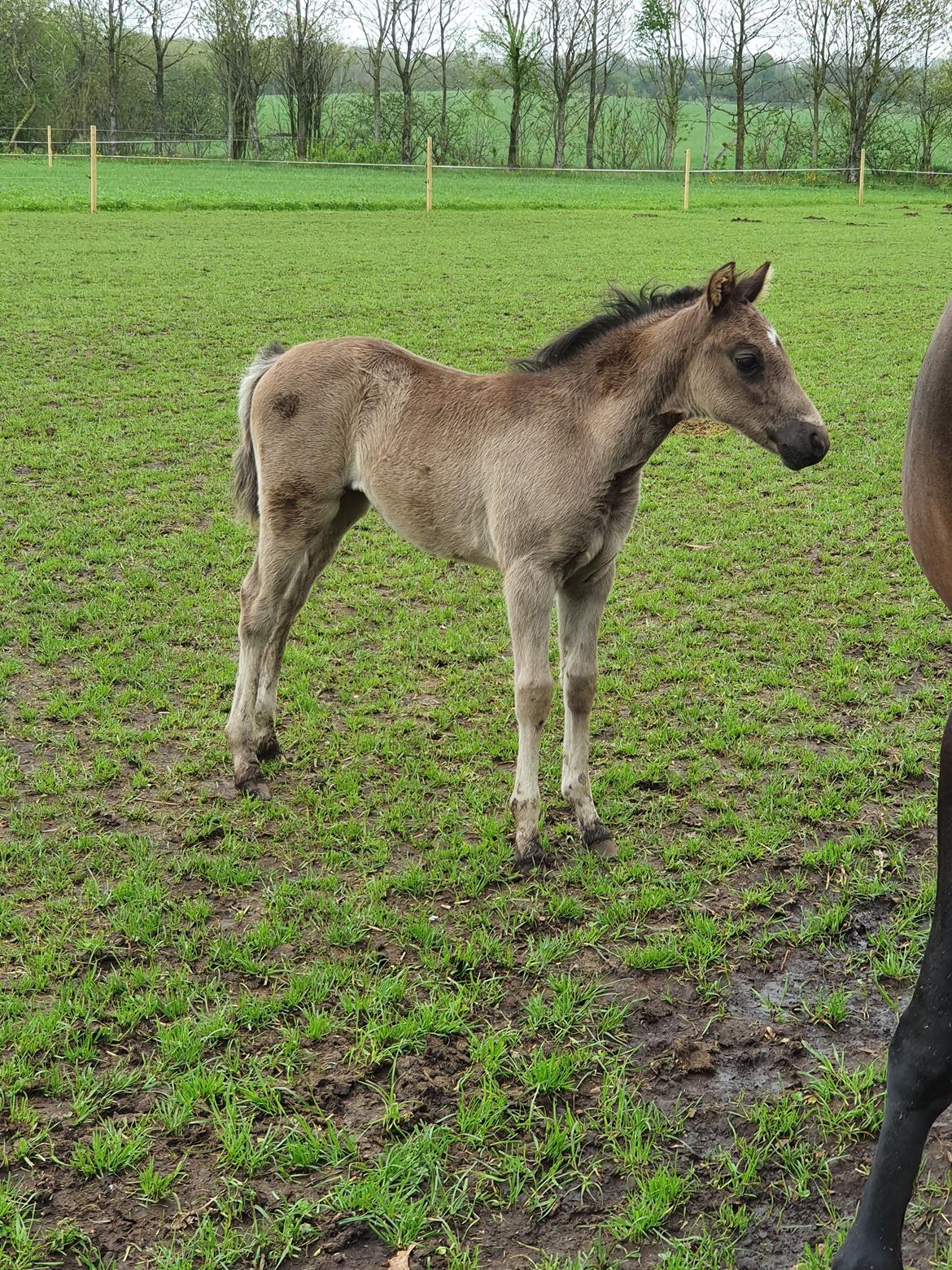 Welsh Partbred (Sec F) Struntze's Maybe Perfect  billede 21