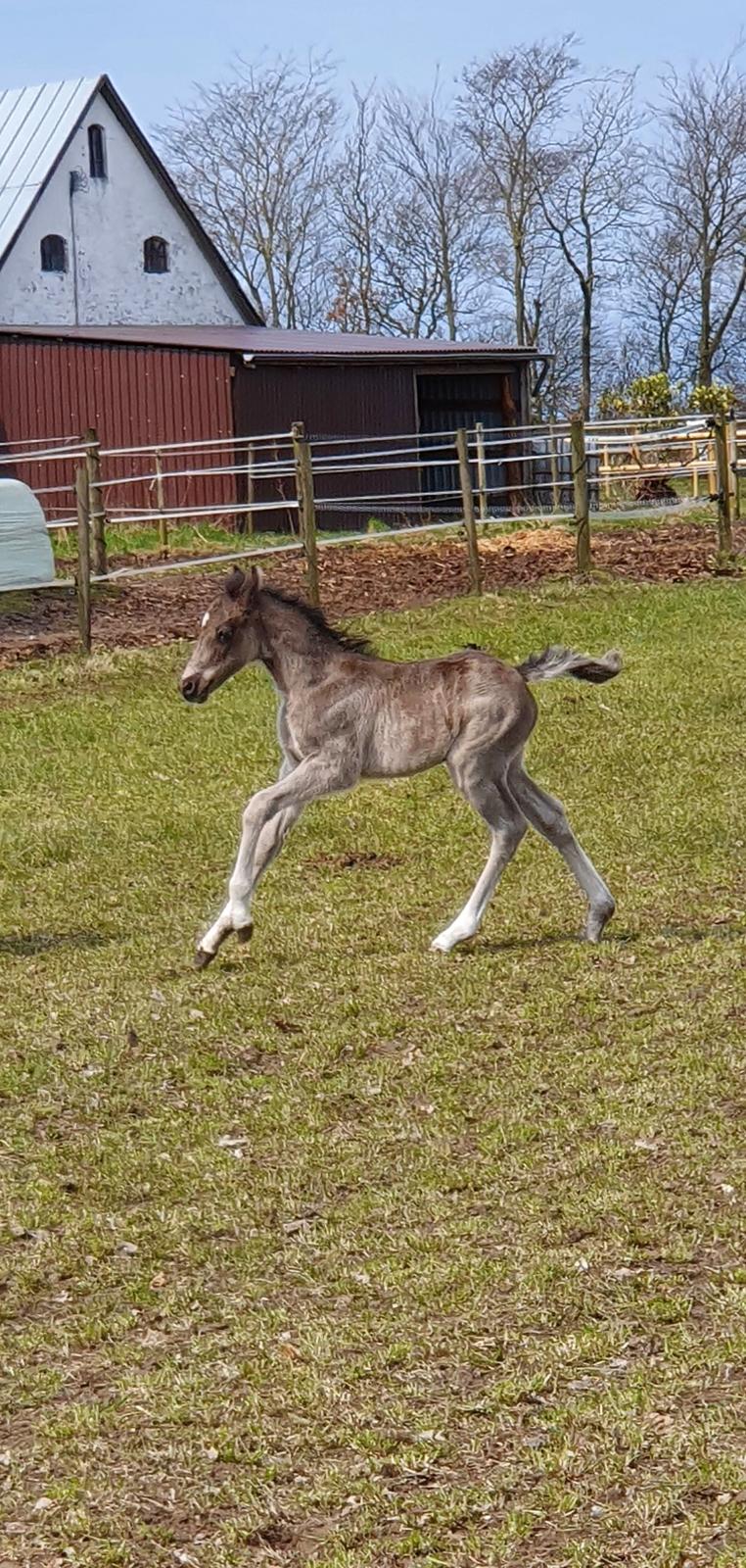 Welsh Partbred (Sec F) Struntze's Maybe Perfect  billede 2