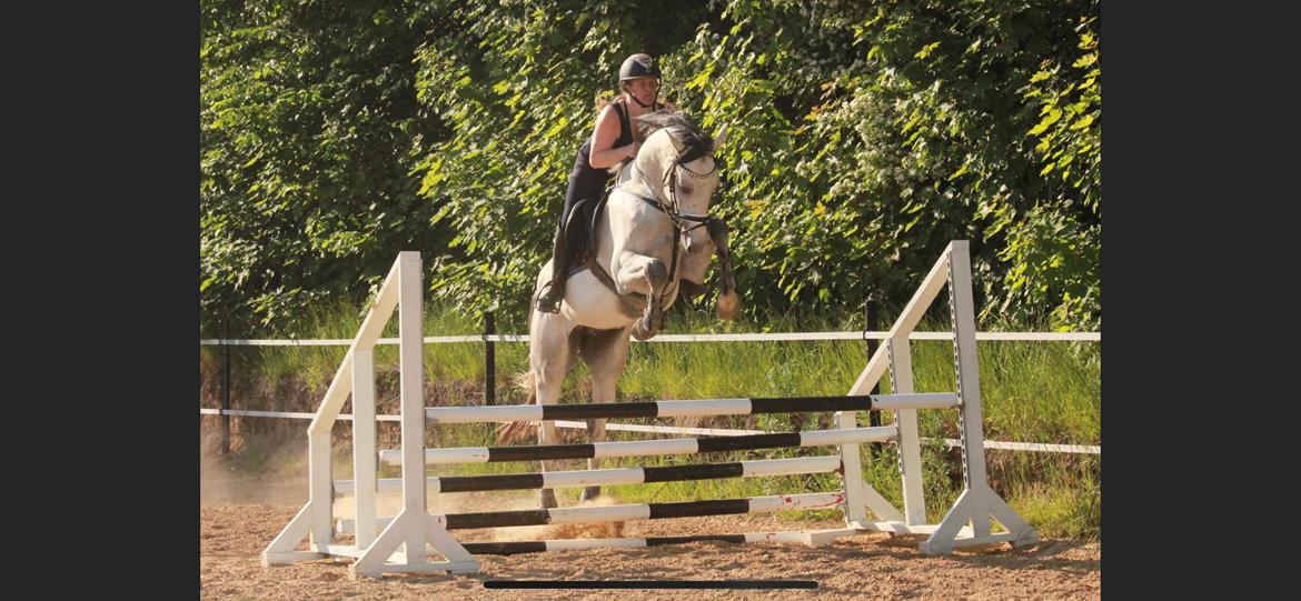 Dansk Varmblod Chaccolino N.G.M. billede 18