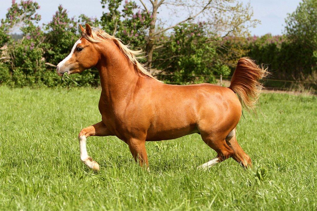 Arabisk fuldblod (OX) SH Navajo - 28-05-2021 billede 12