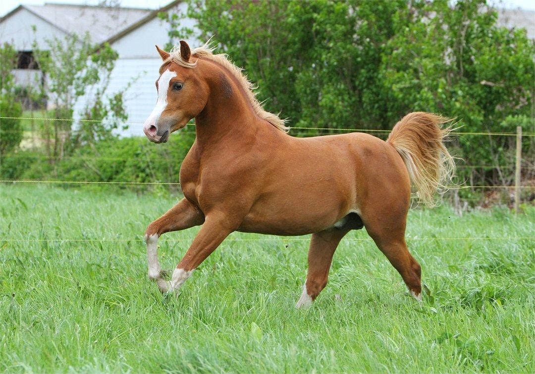 Arabisk fuldblod (OX) SH Navajo - 22-05-2021 billede 16