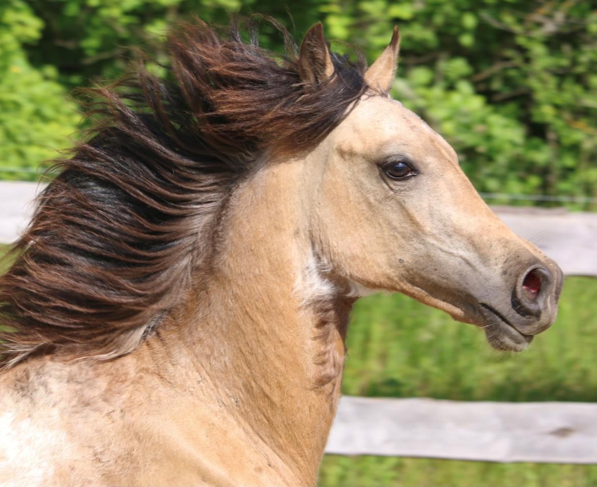 Welsh Cob (sec D) Caederwen Jamieson billede 8