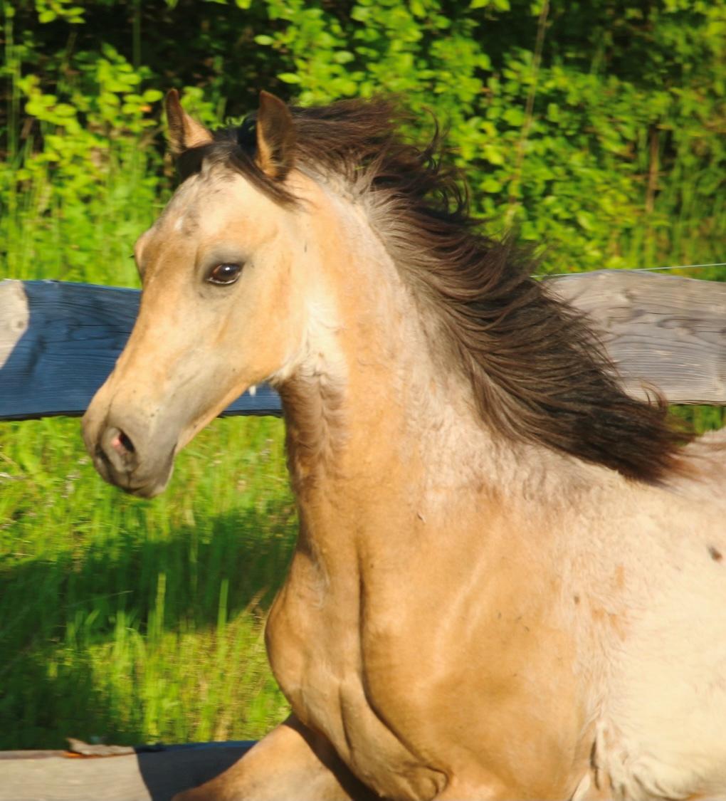 Welsh Cob (sec D) Caederwen Jamieson billede 10