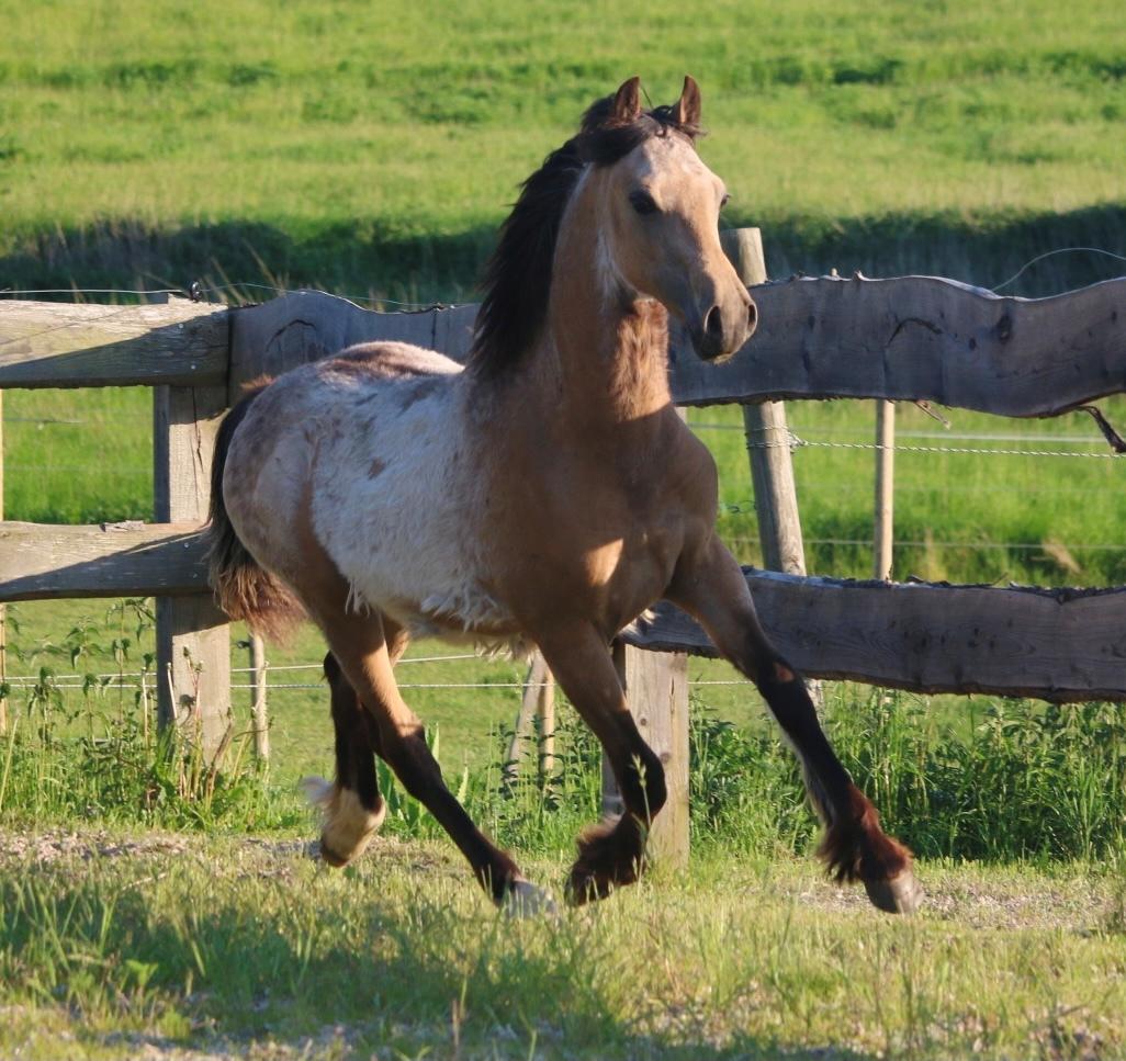 Welsh Cob (sec D) Caederwen Jamieson billede 9