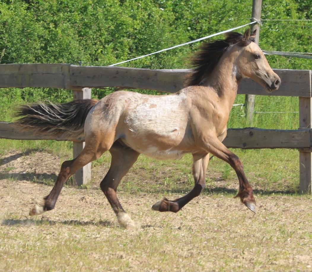 Welsh Cob (sec D) Caederwen Jamieson billede 11