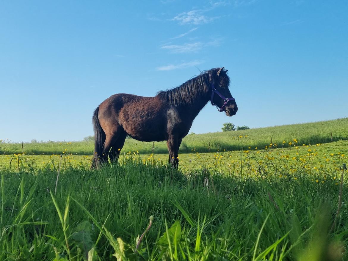 Islænder Ronja fra Hauløkkegaard  billede 6