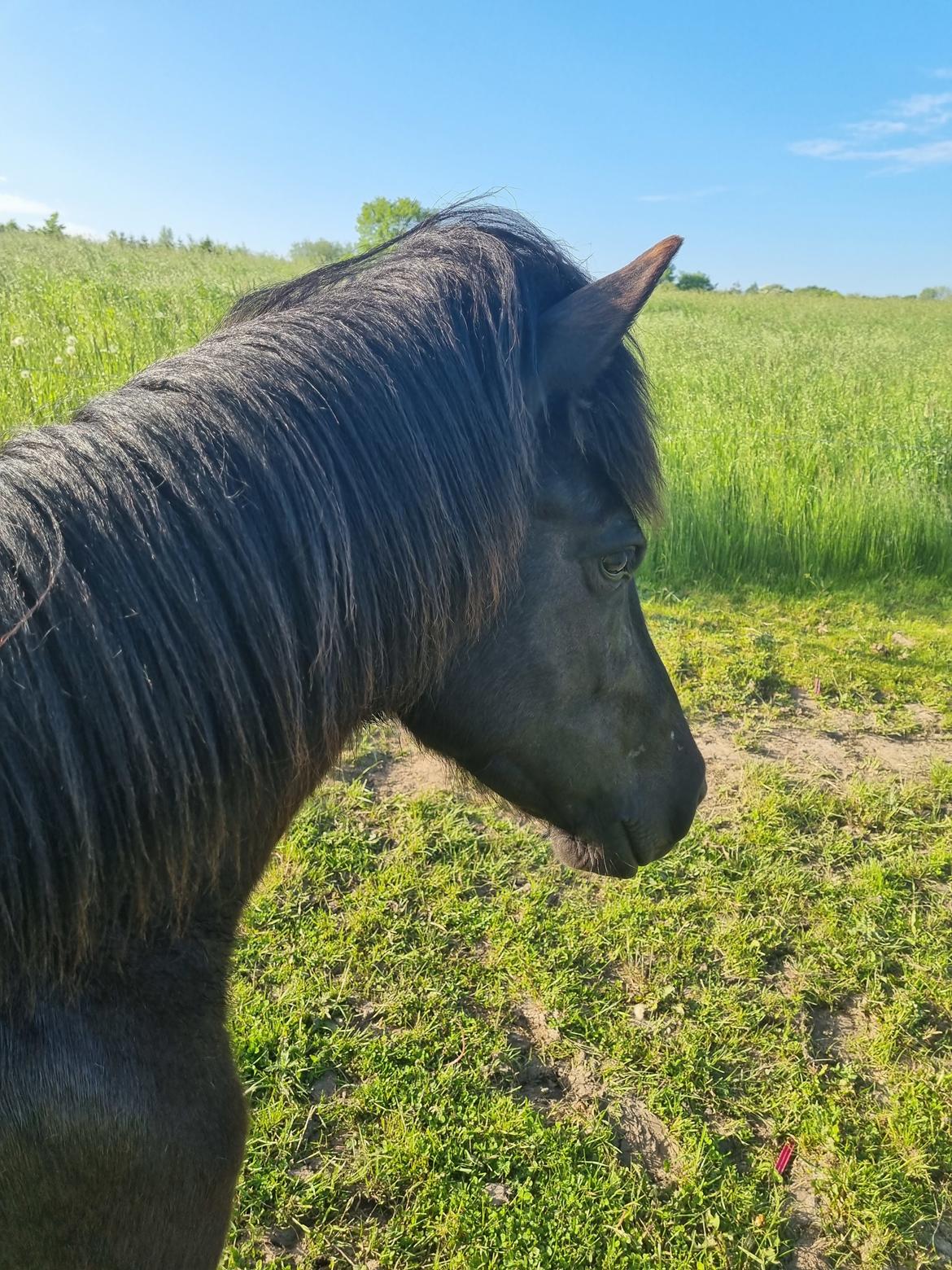 Islænder Ronja fra Hauløkkegaard  billede 4