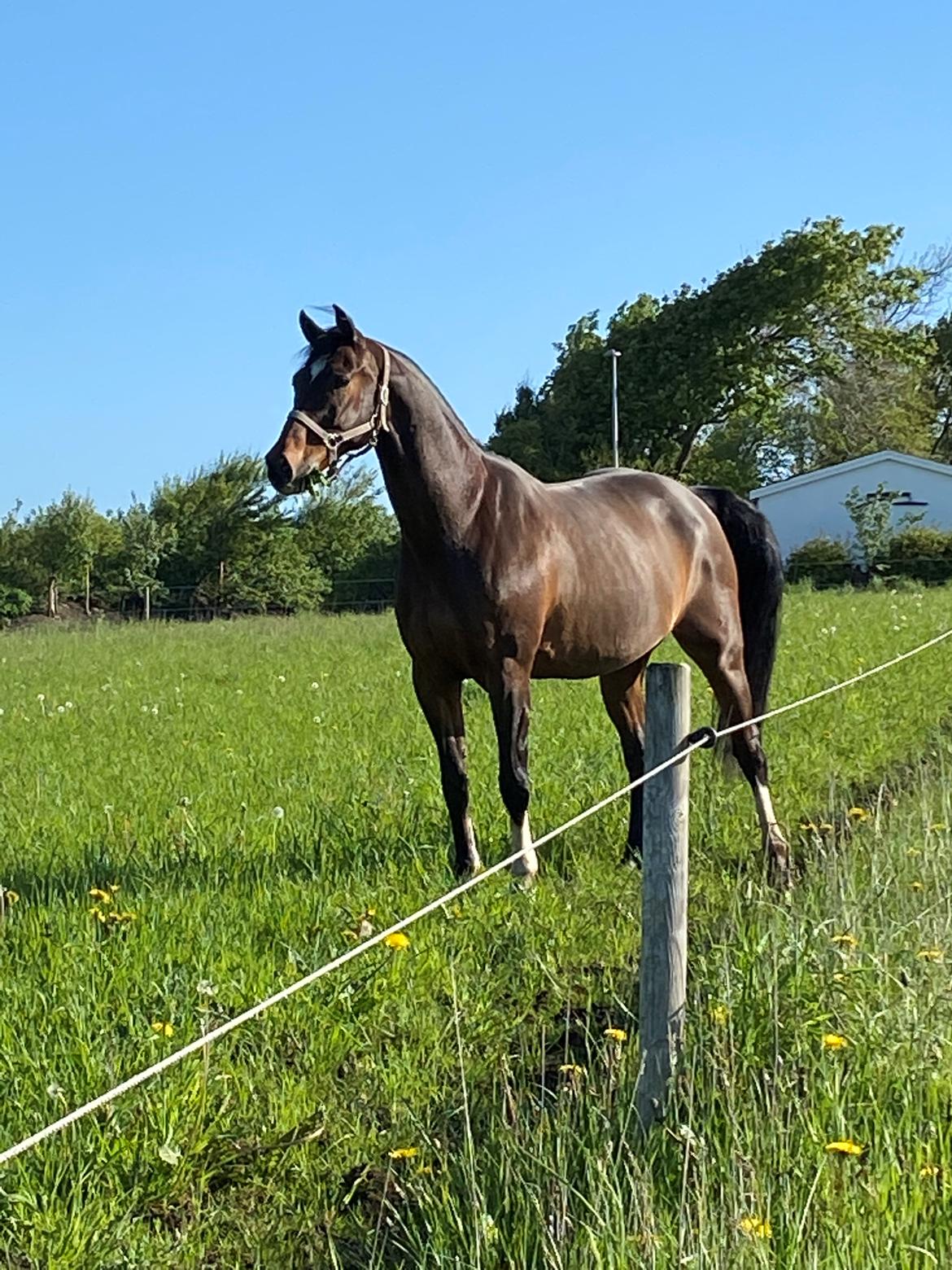 Dansk Varmblod Holmgårds le´mil billede 20