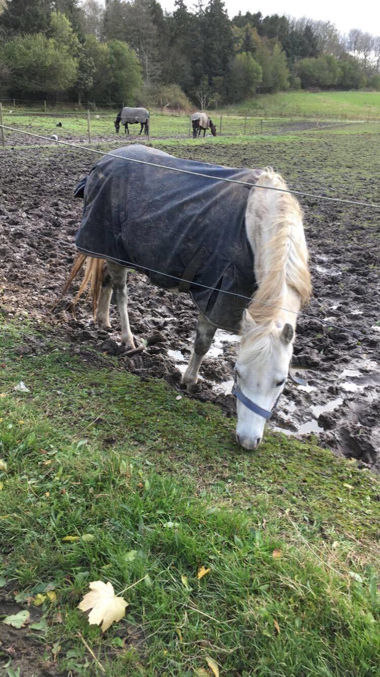 Welsh Mountain (sec A) Lunds Rhianna[Himmelhest] billede 2