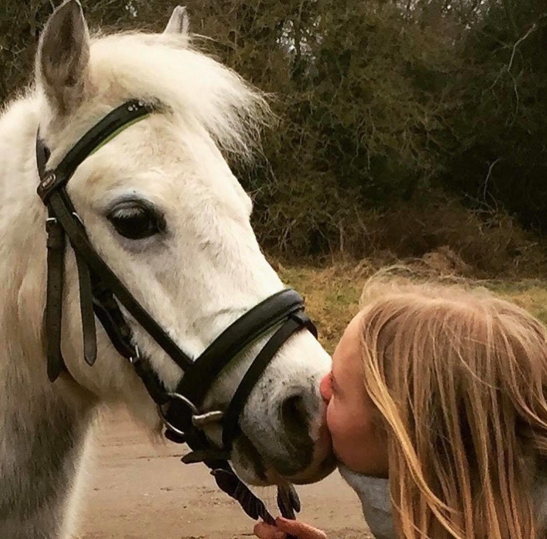 Welsh Mountain (sec A) Lunds Rhianna[Himmelhest] billede 5