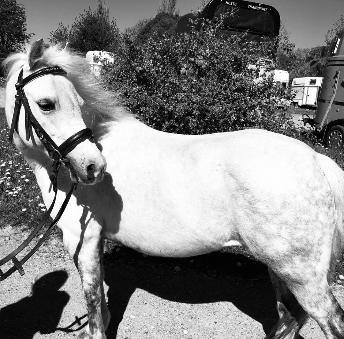 Welsh Mountain (sec A) Lunds Rhianna[Himmelhest] billede 12