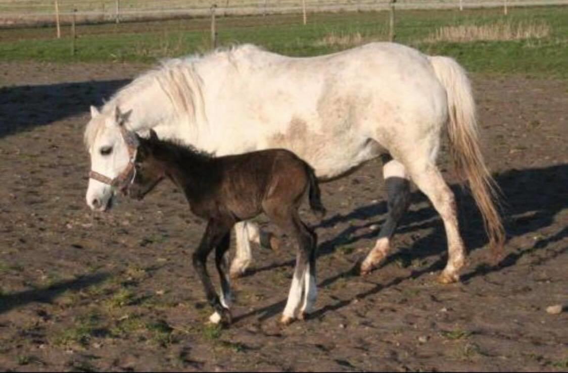 Welsh Mountain (sec A) Lunds Rhianna[Himmelhest] billede 15