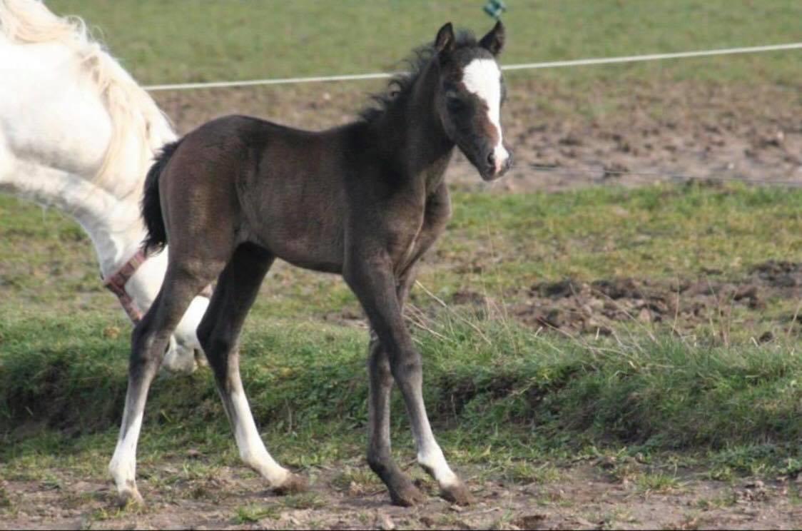 Welsh Mountain (sec A) Lunds Rhianna[Himmelhest] billede 16